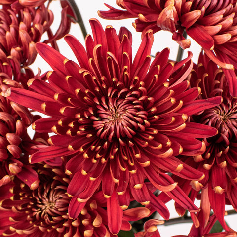 Desna Bronze Cremon Flower Up Close