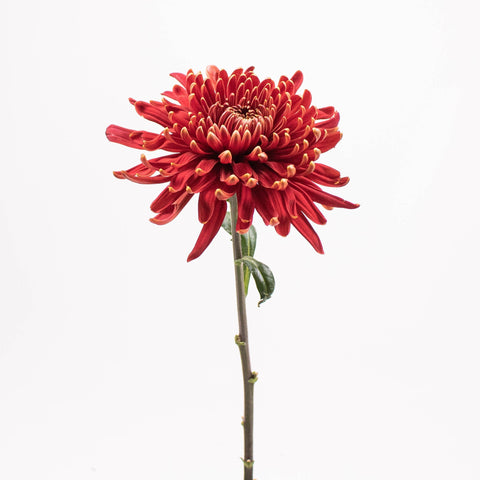 Desna Bronze Cremon Flower Stem