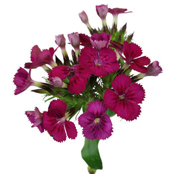 Dianthus Fuchsia Purple Flower