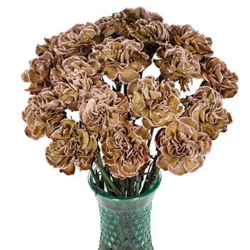 Dianthus Sepia Carnation Flowers In a vase