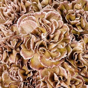 Dianthus Sepia Wholesale Carnations Up close