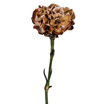 Dianthus Sepia Carnations side stem