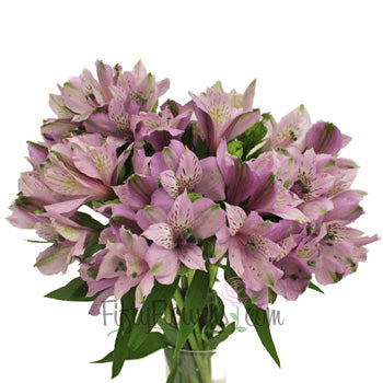 Lavender alstroemeria Wholesale Flower Bunch