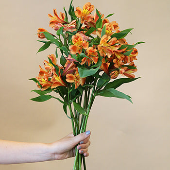 Orange alstroemeria Wholesale Flower Bunch in a hand