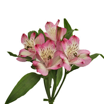 Passion Pink alstroemeria Wholesale Flower Bunch