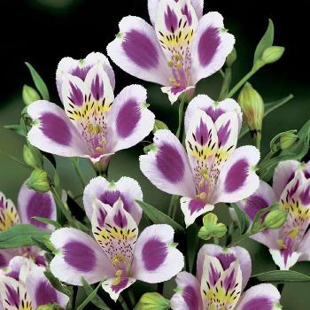 White Purple alstroemeria Wholesale Flower Bunch