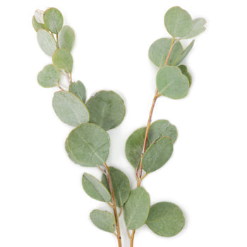 Gumdrop Eucalyptus Stem Up Close