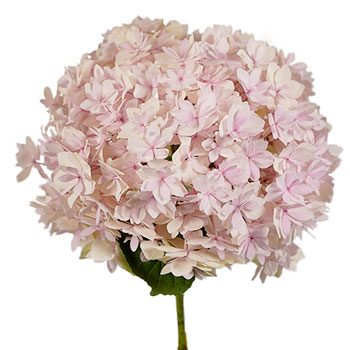 Blush Hydrangea Stem View