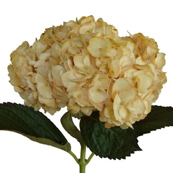 Bronze Yellow Enhanced Hydrangea Wholesale Flower in a Bunch