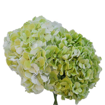 Giant Pale Green Hydrangea Wholesale Flower Bunch in a hand