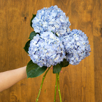 Shocking Blue Hydrangea Wholesale Flower Bunch in a hand