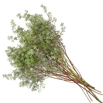 Naked Seeded Eucalyptus Wholesale Greenery In a Bunch