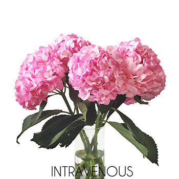 Pink Enhanced Hydrangea Wholesale Flower Bunch