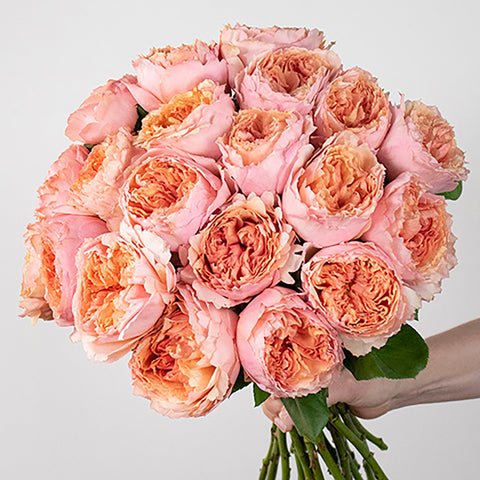 Garden Rose Miso Pretty