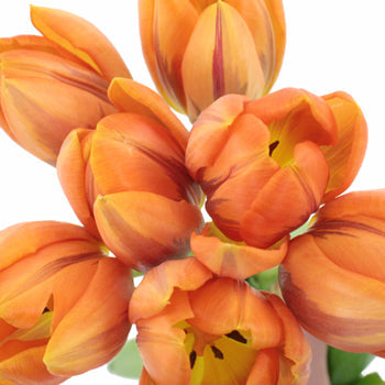 Orange with Purple Standard Tulips Wholesale Bunch