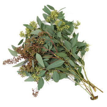 Willow Seeded Eucalyptus Wholesale Greenery In a Bunch