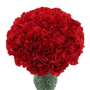 Valentines Red Carnation Flowers