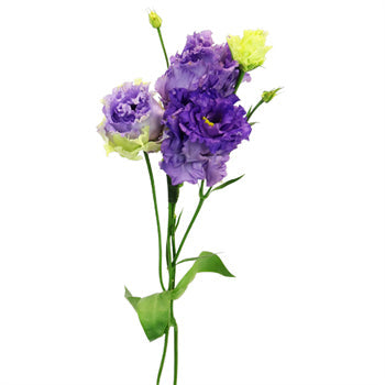 Double Alissa Blue Purple Lisianthus Wholesale Flower Stem