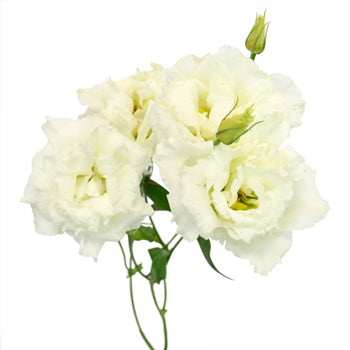 Double Alissa White Lisianthus Wholesale Flower Bloom