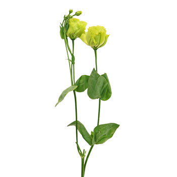 Double Rosanne Green Lisianthus Wholesale Flower Stem