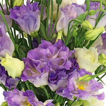 Hues of Lavender Lisianthus Flower