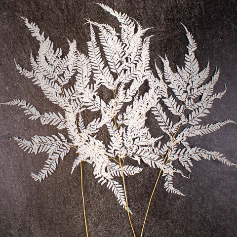 Dried Bleached Mini Fern Bunch