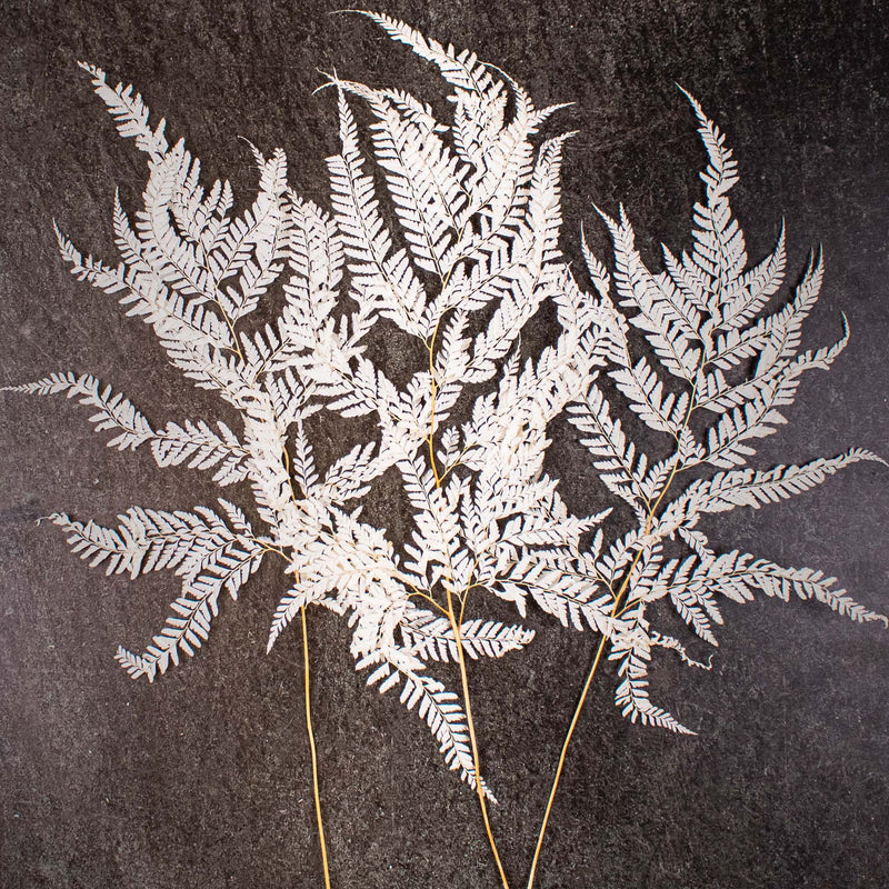 Dried Bleached Mini Fern Bunch