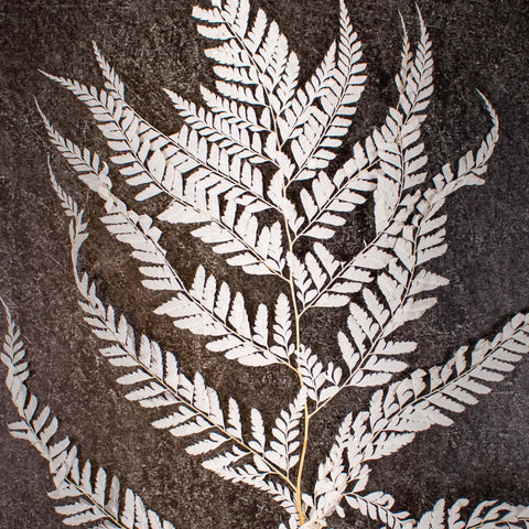 Dried Bleached Mini Fern Flower Up Close