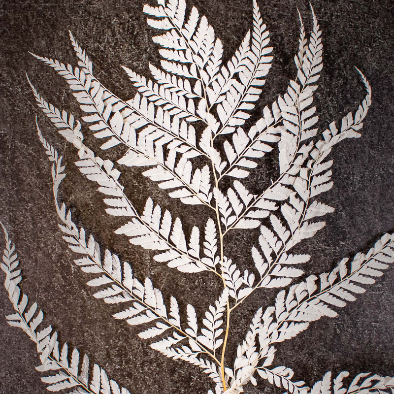 Dried Bleached Mini Fern Flower Up Close