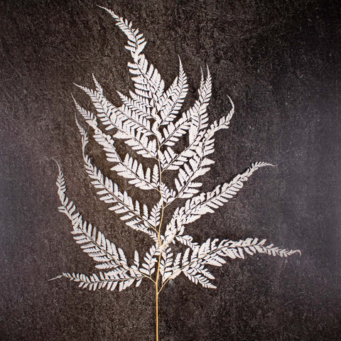 Dried Bleached Mini Fern Stem
