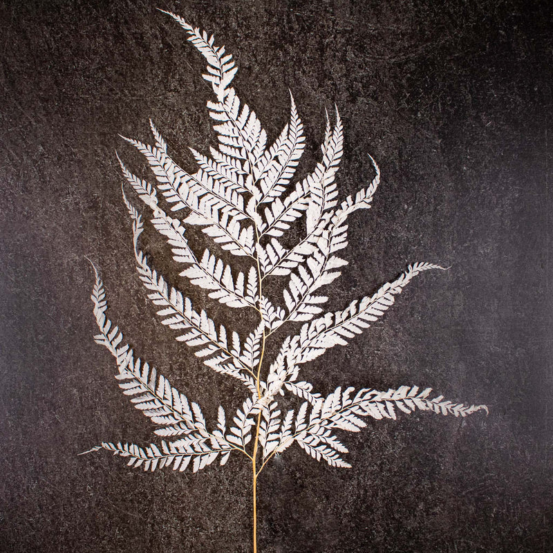 Dried Bleached Mini Fern Stem