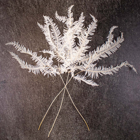 Dried Bleached Mountain Fern Close Up Bunch