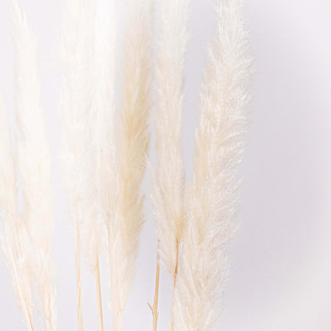 Dried Bleached Tail Reed Flower Up Close