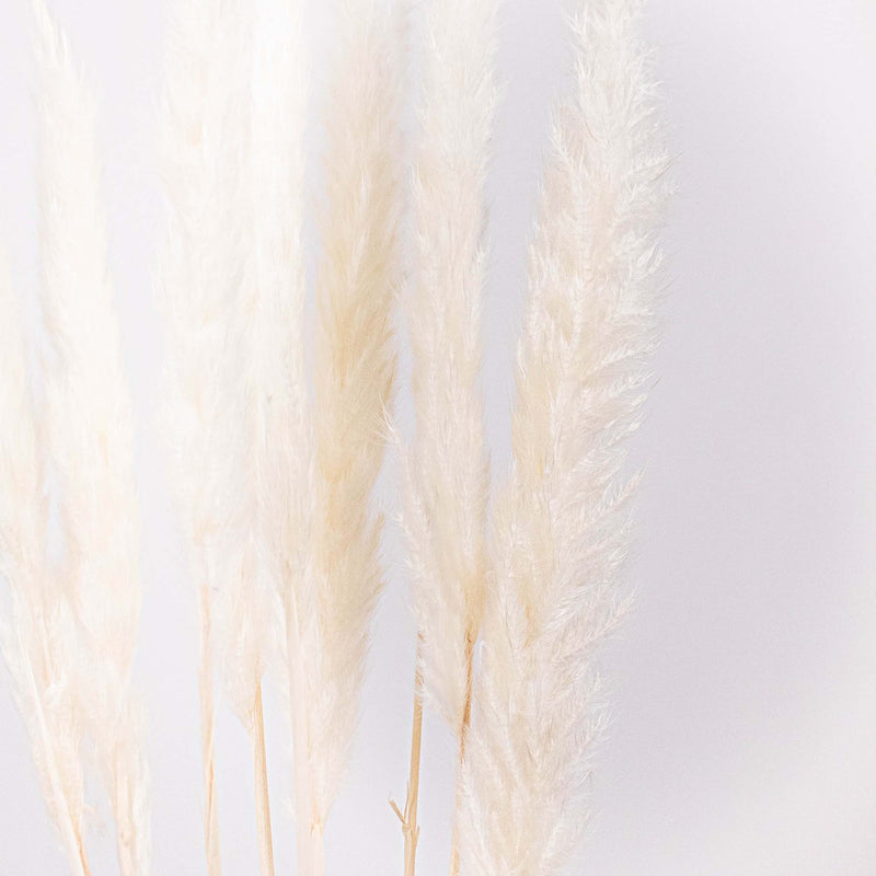 Dried Bleached Tail Reed Flower Up Close