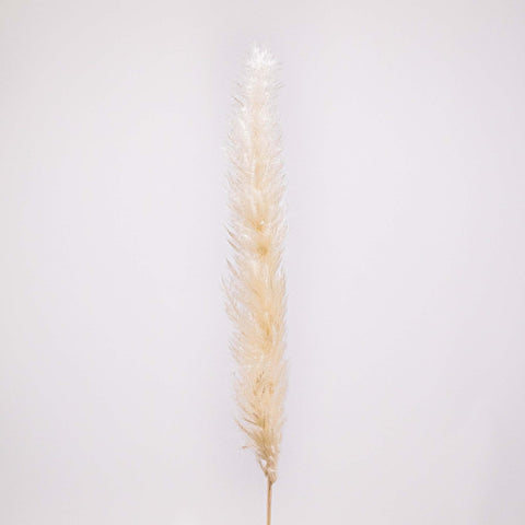 Dried Bleached Tail Reed Flower Stem