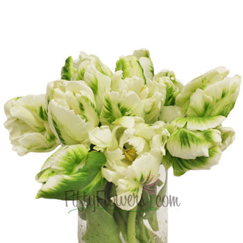 Mint Green Parrot Novelty Tulips Wholesale Flower Bunch in Hand