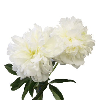 Duchess White Peony Side Stem View