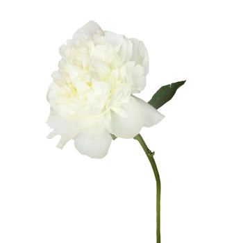 Duchess White Peony Side Stem View