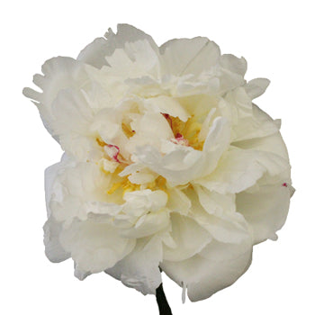 Duchess White Peony Side Stem View