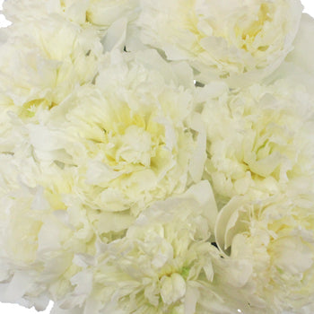 Duchess White Peonies up close