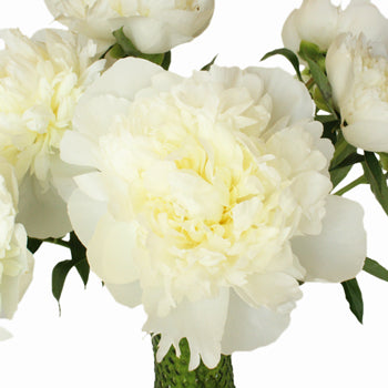 Duchess White Wholesale Peony Bunch