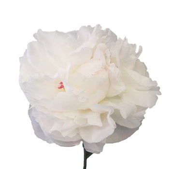 Duchess White Peony Stem
