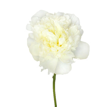 Duchess White Peony Stem