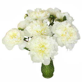Duchess White Peony in a vase