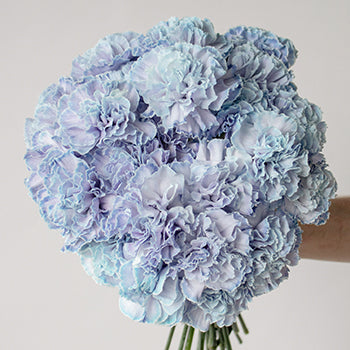 Dusty Blue Wedding Carnation Flowers in a Hand