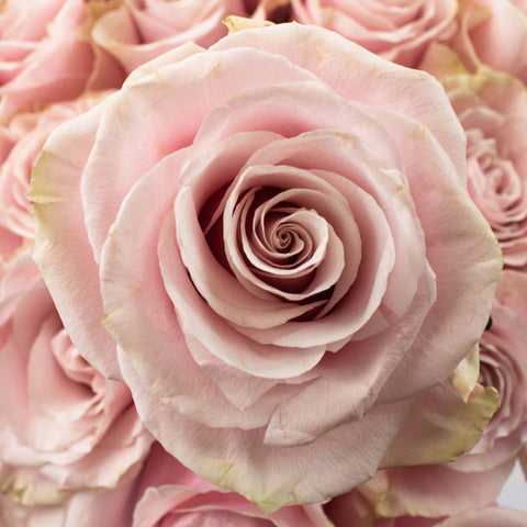 Dusty Light Pink Rose Flower Up Close