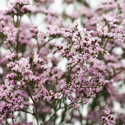 Dusty Mauve Limonium Flower Up Close