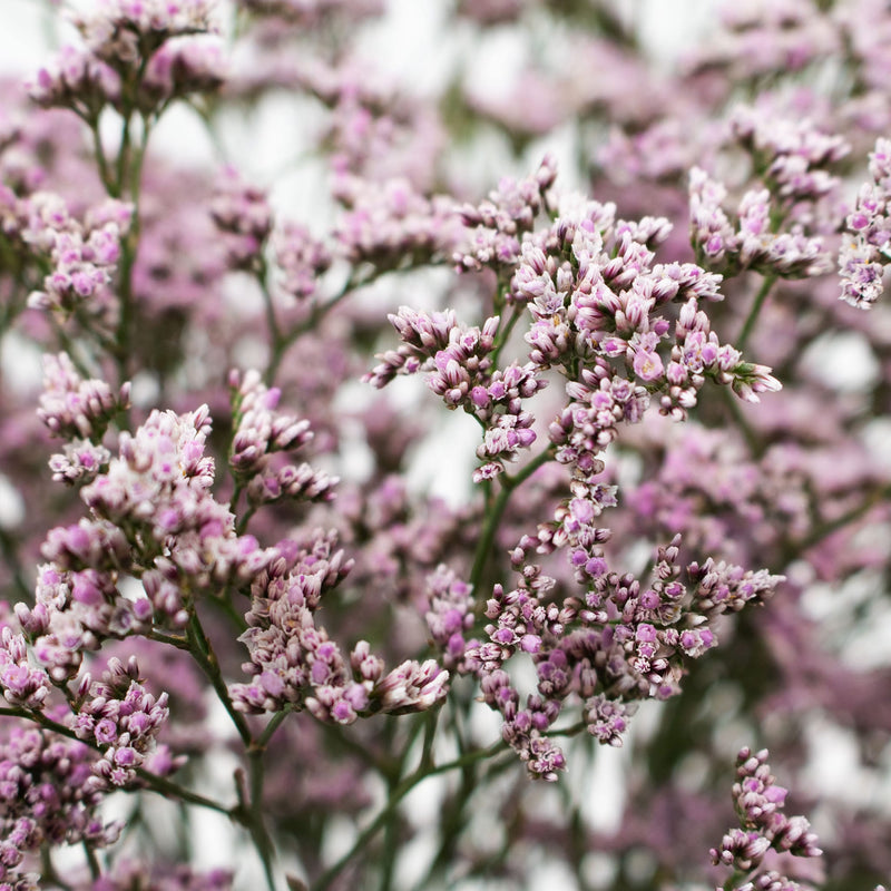 Dusty Mauve Limonium Flower Up Close