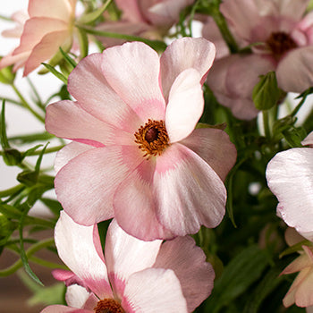 Dusty Pink Butterfly Ranunculus Wholesale Flower Upclose
