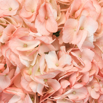 Dusty Rose Airbrushed Hydrangea Flower Up Close